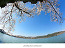 경북  경주 4월 가볼만한 곳/ 천년고도 경주 벚꽃길 달린다. 【19년4월2일】  