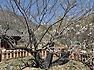 산청 남사(南沙)마을 매화 -조용헌
