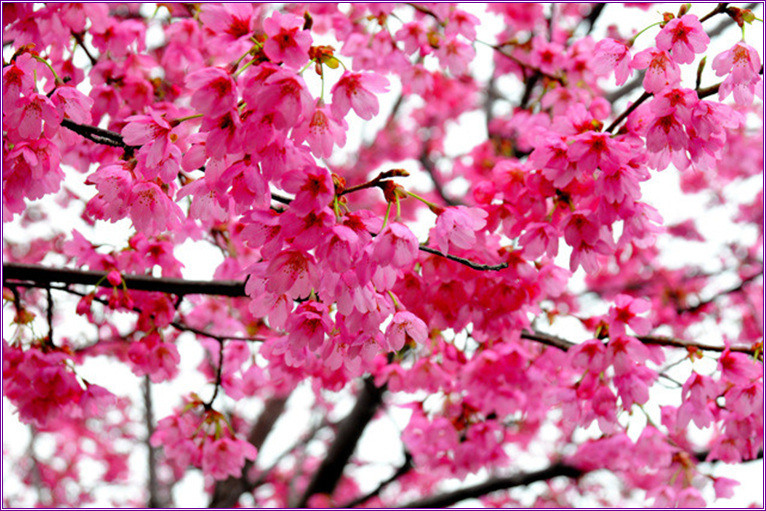 산유화 이미지