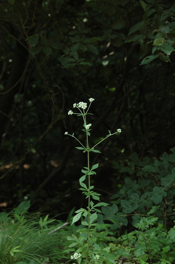 뚝갈 - 마타리과