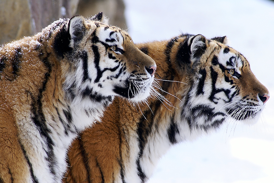 125F3C0C4983B4ADADD086