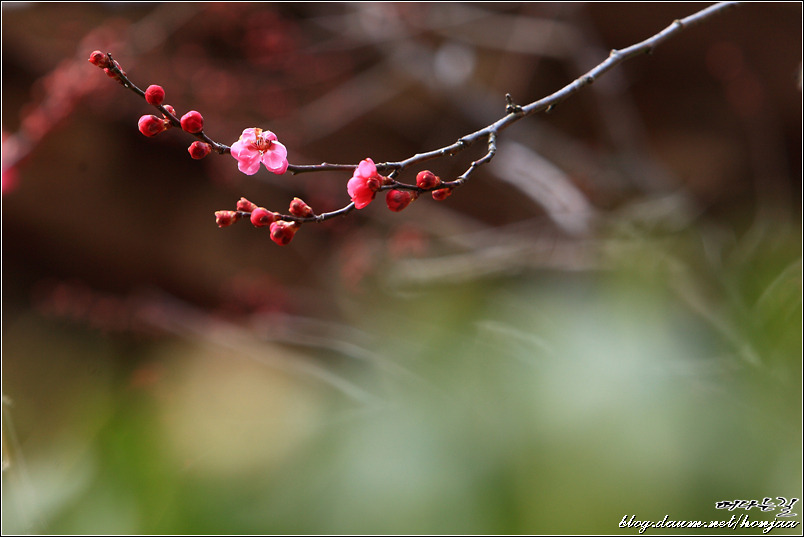 통도사 홍매화 아직...
