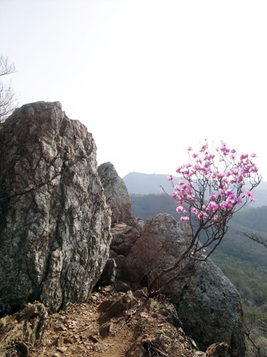 진달래의 최고봉 주작산