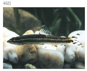 민물나라 이미지