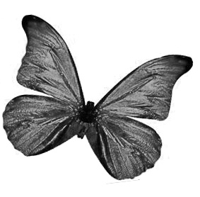 나비의 Blog !