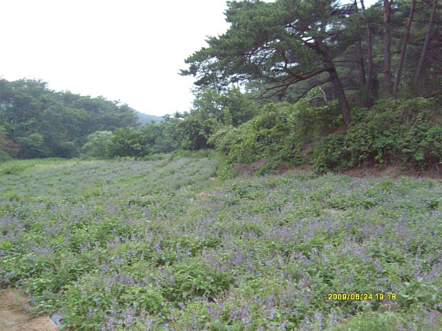 지리산약초 이미지