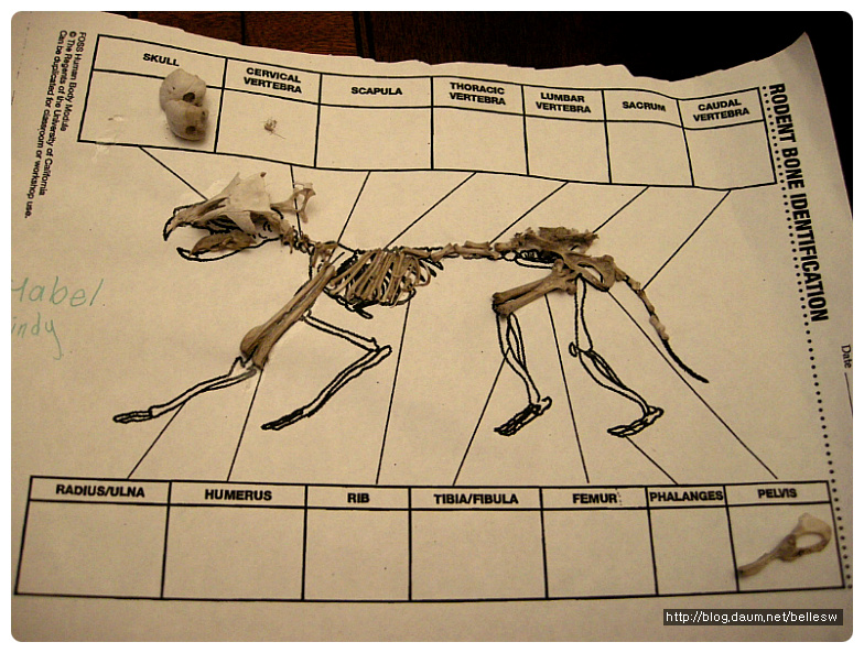 rodent-bone-identification