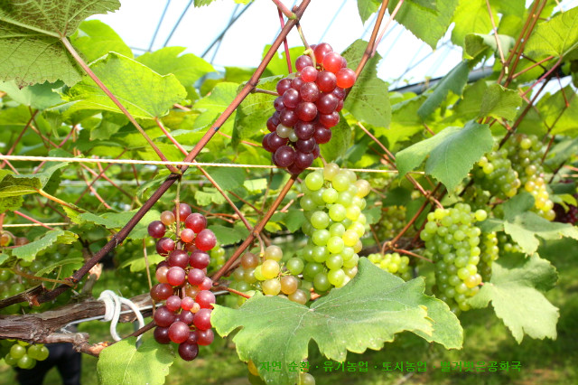 자연순환 무 경운 유기농업을 위한 준비는?