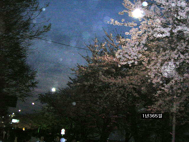 여의도 벗꽃 축제