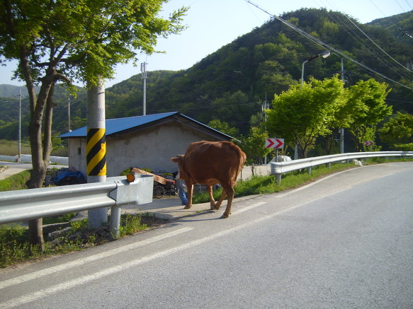 소의반란