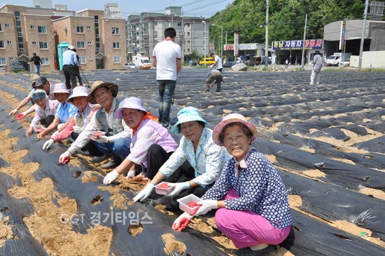 용인시니어클럽 이미지