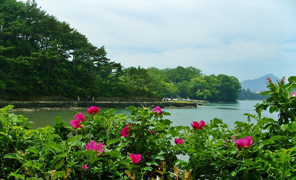 해당화 이미지