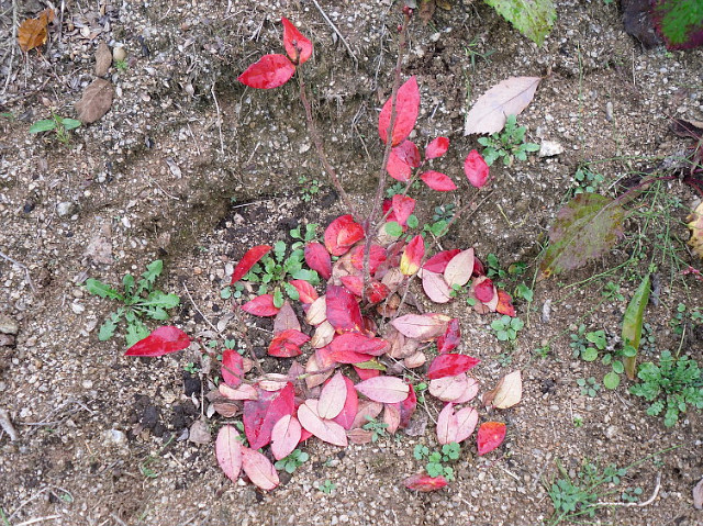 2009년의 농사 마무리