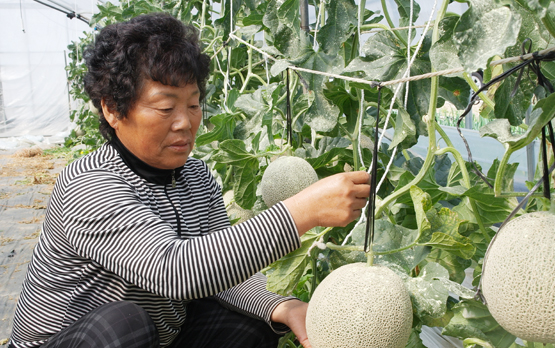 곡성멜론 주식회사 이미지