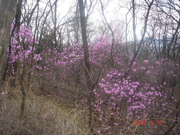 북악산 진달래가 만발했어요!!!