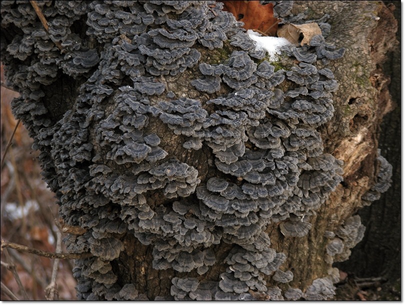 2011. 3.5  운지버섯(광주시 관산) 