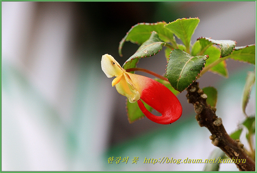 식충식물-한강의 꽃