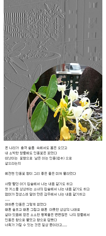 인동이 피던 아침,,,