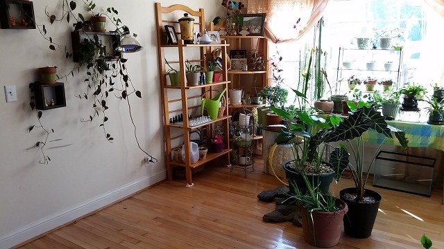 신개념  Aquaponics System, 딱 내 스타일이야!