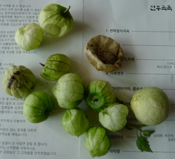 토마토(TOMATO.p) 이미지