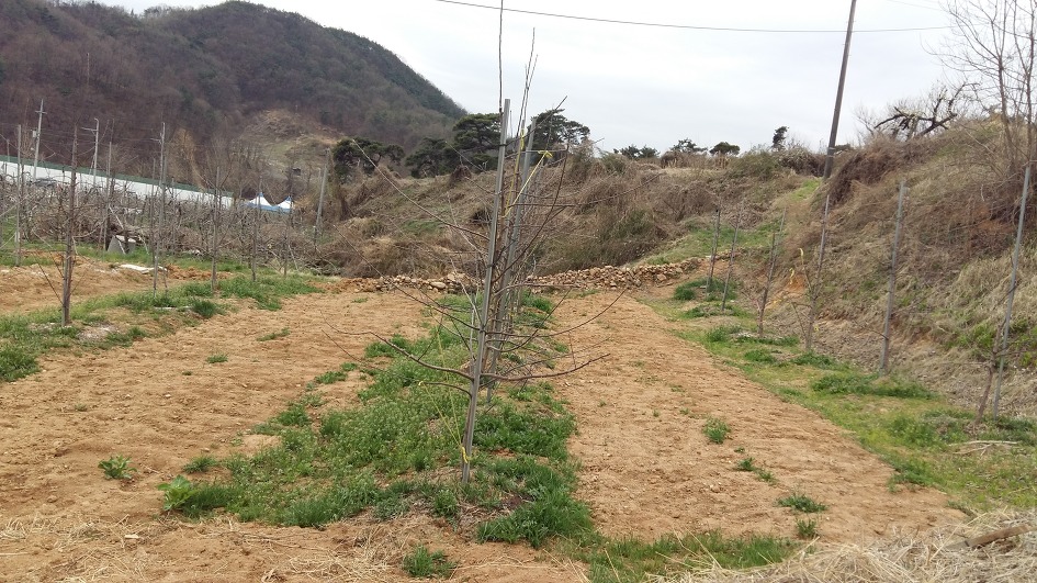 나의 3월 영농작업