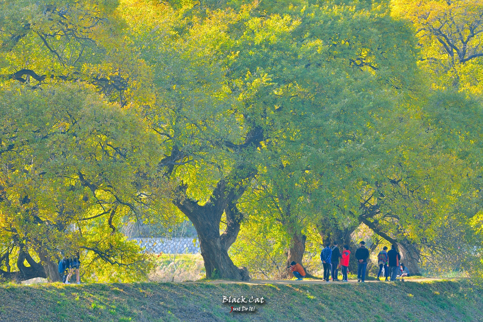 마음이 머물러 길이되다(DAY 121)-경산 반곡지 가을