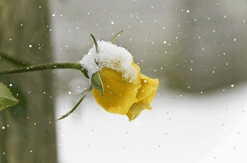 227CEE4054908F420399AC