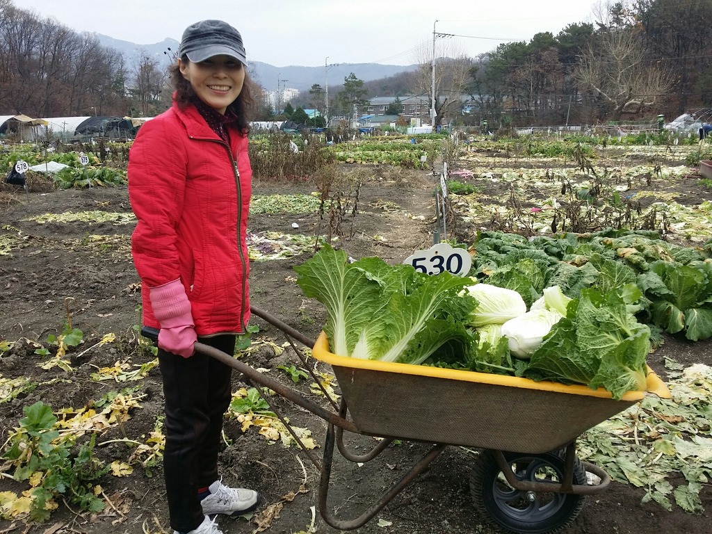 초보 농사 일기(2015.11.22)