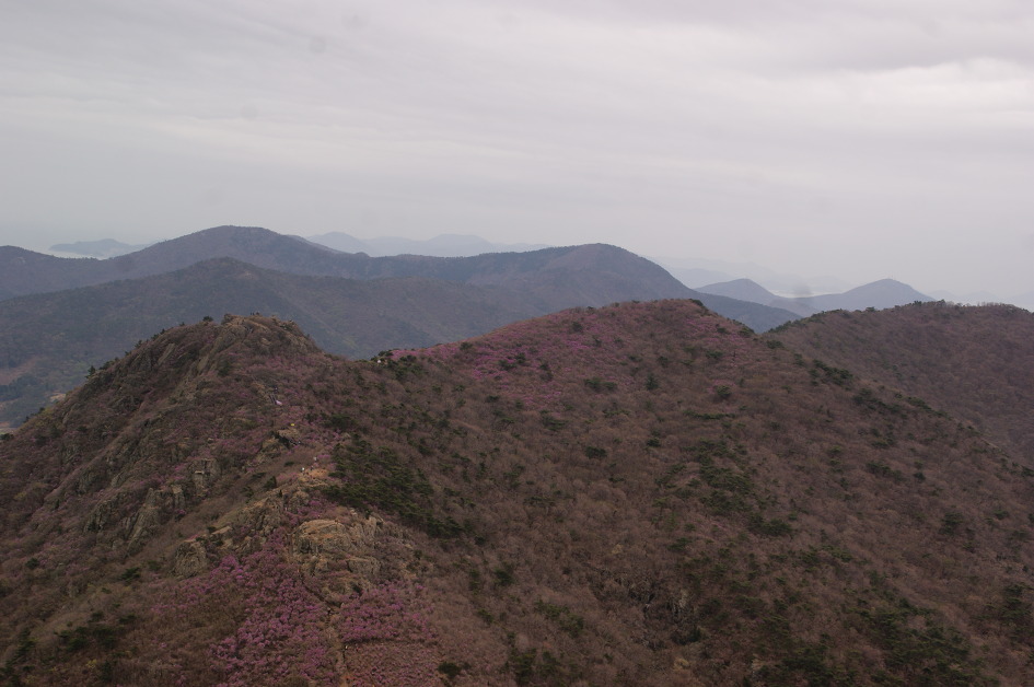 여수 영취산의 화사한 진달래에 마음을 내려 놓다(15.4.4)