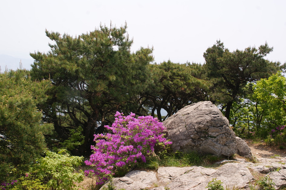 계룡산의 봄(동학사 ~ 갑사 / 15. 5. 9)
