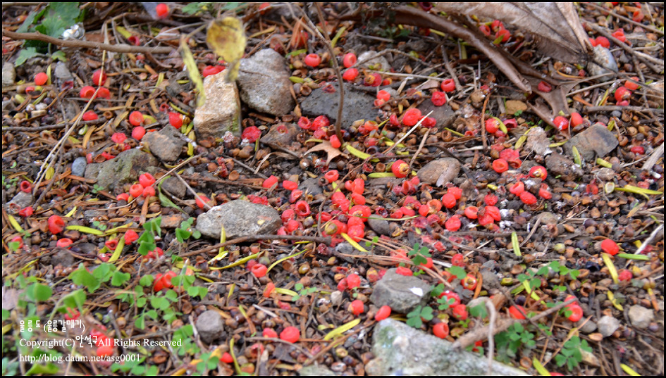 [울릉도]꿀단지라고 불리우는 달콤한 주목나무 열매