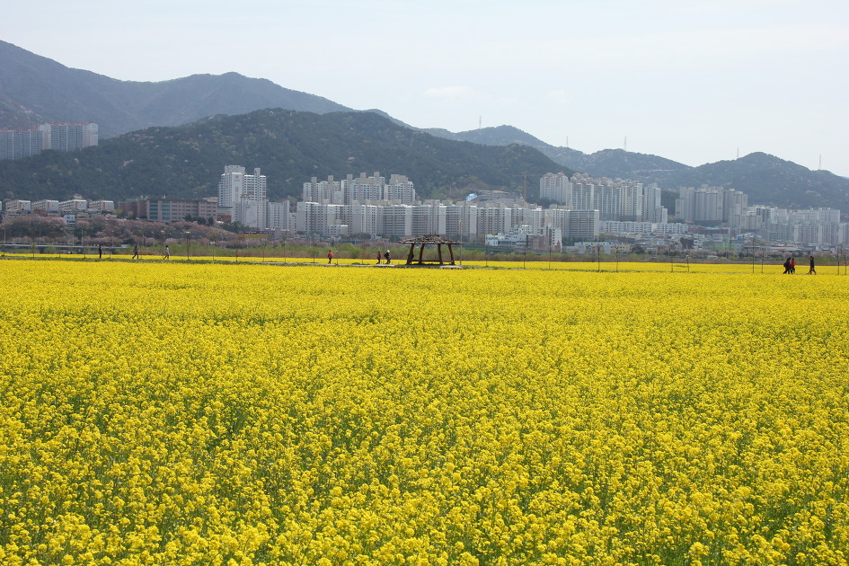 4월 들판 풍경