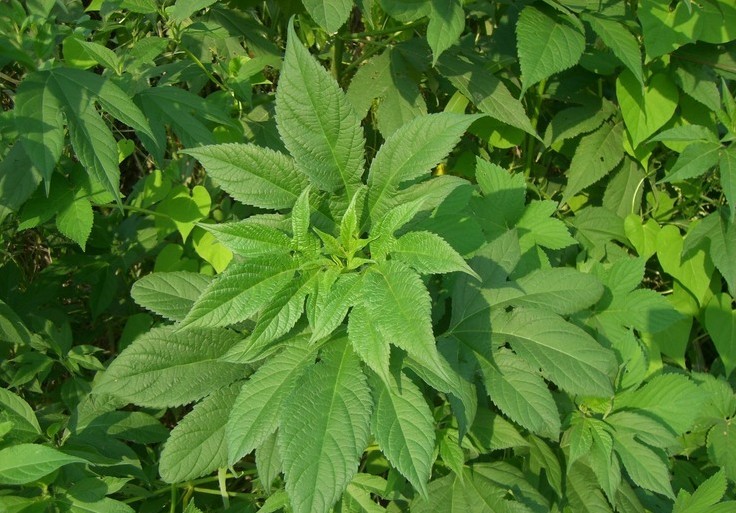 단풍잎돼지풀