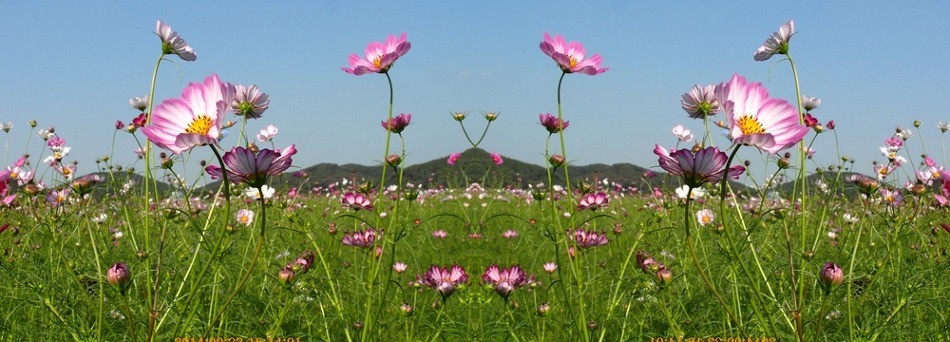 스킨파크 이미지