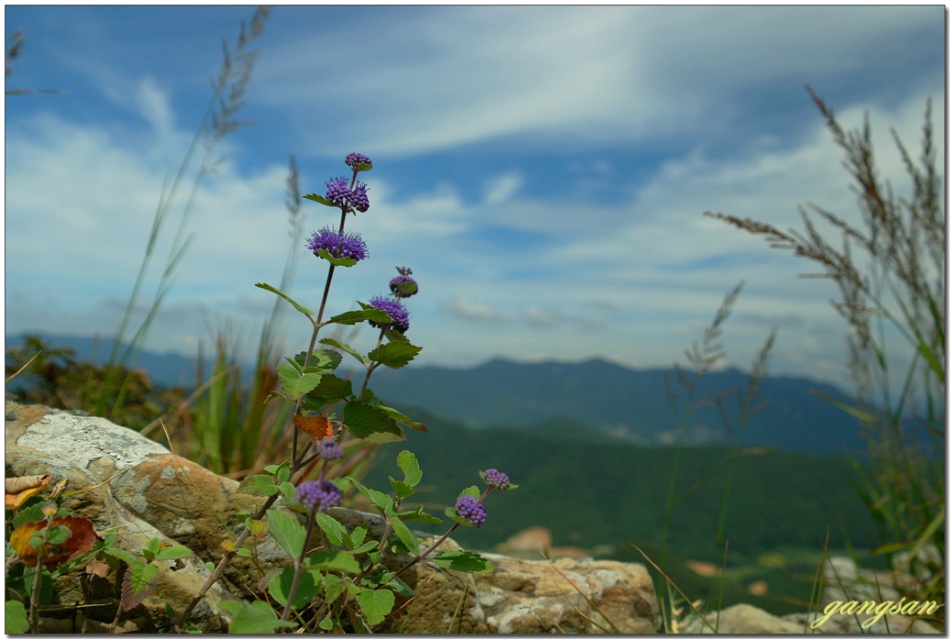 파란하늘과 바다 그리고 보랏빛 층층이꽃