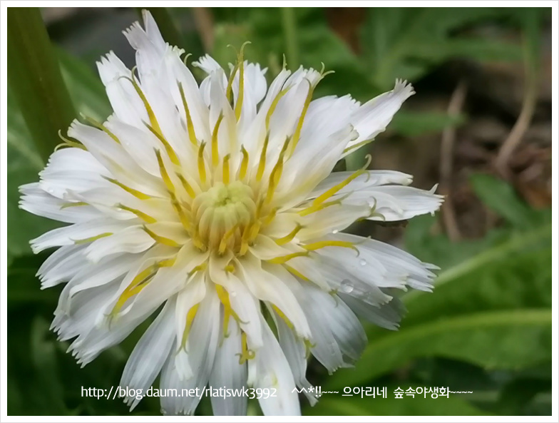 단아 이미지