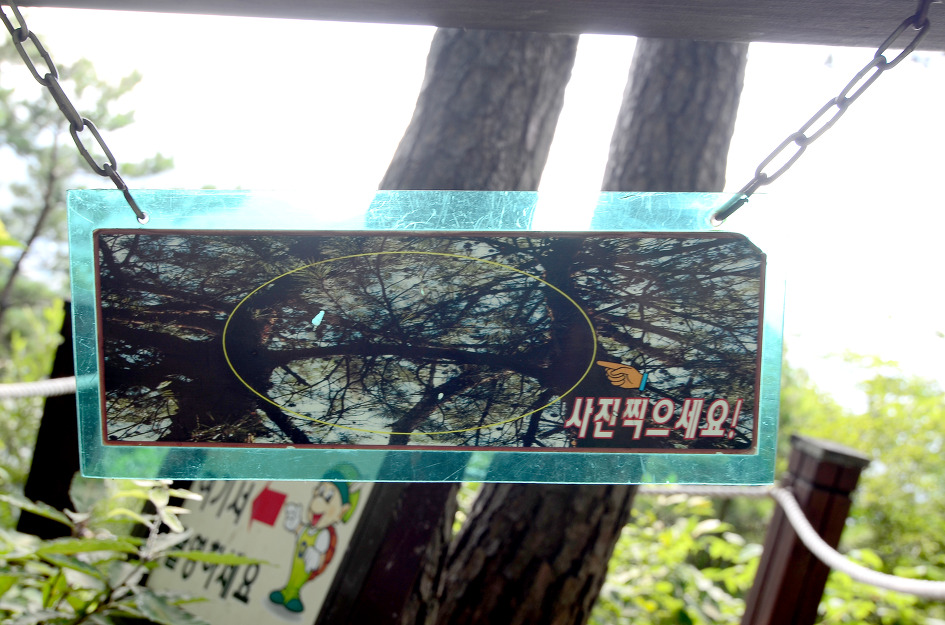 연리지