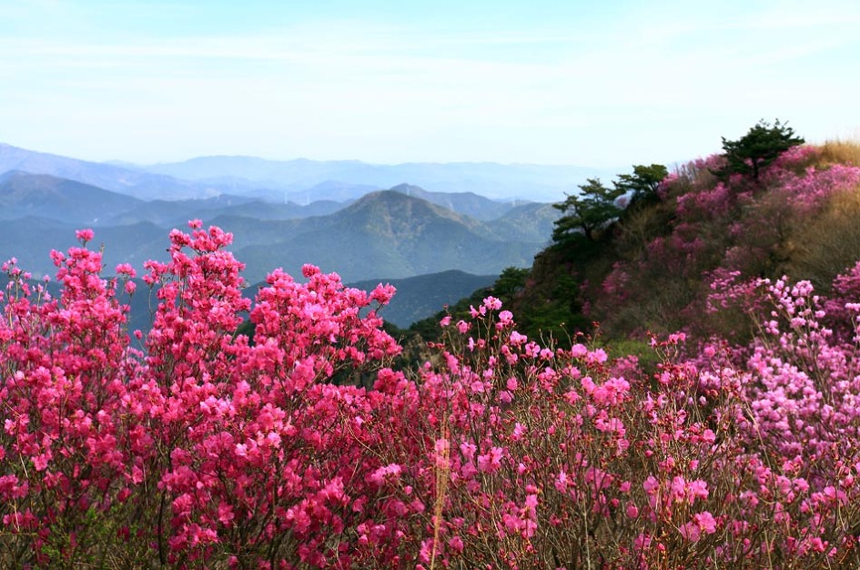 화왕산 이미지