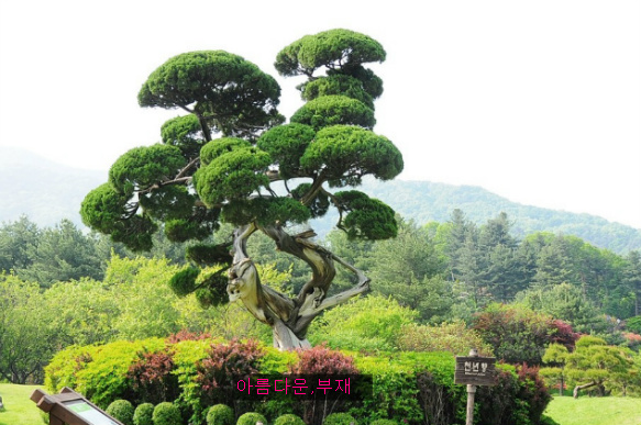 정원