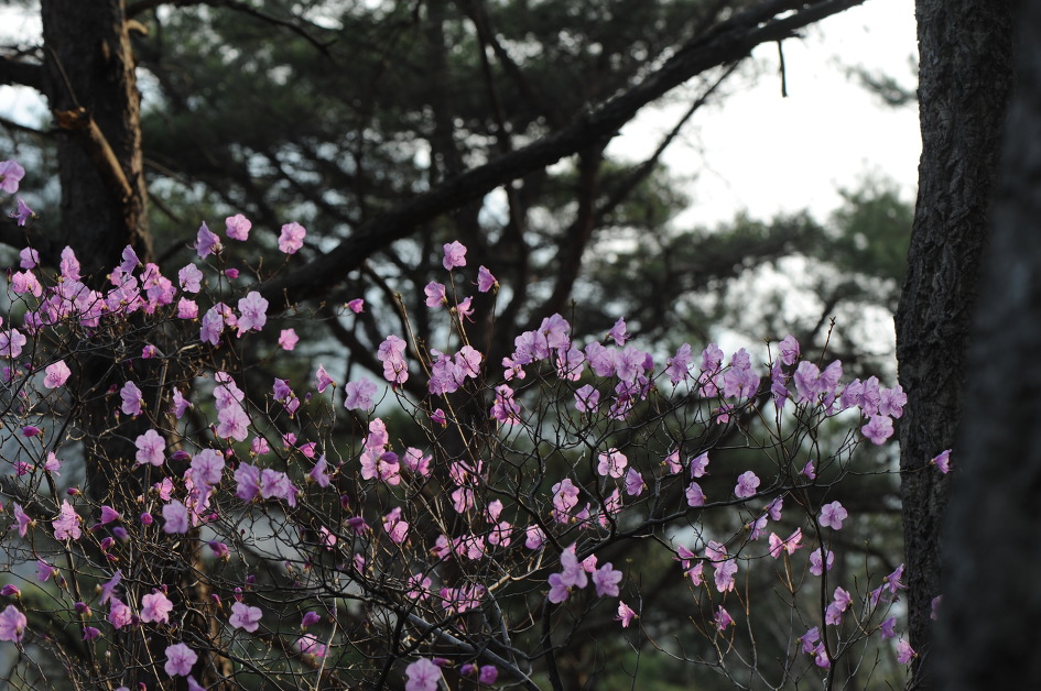 진달래 korean rosebay