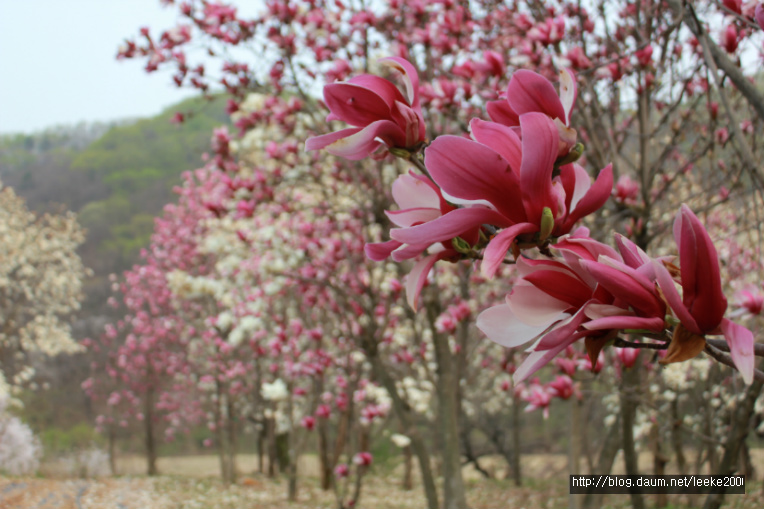 산사에 핀 자목련