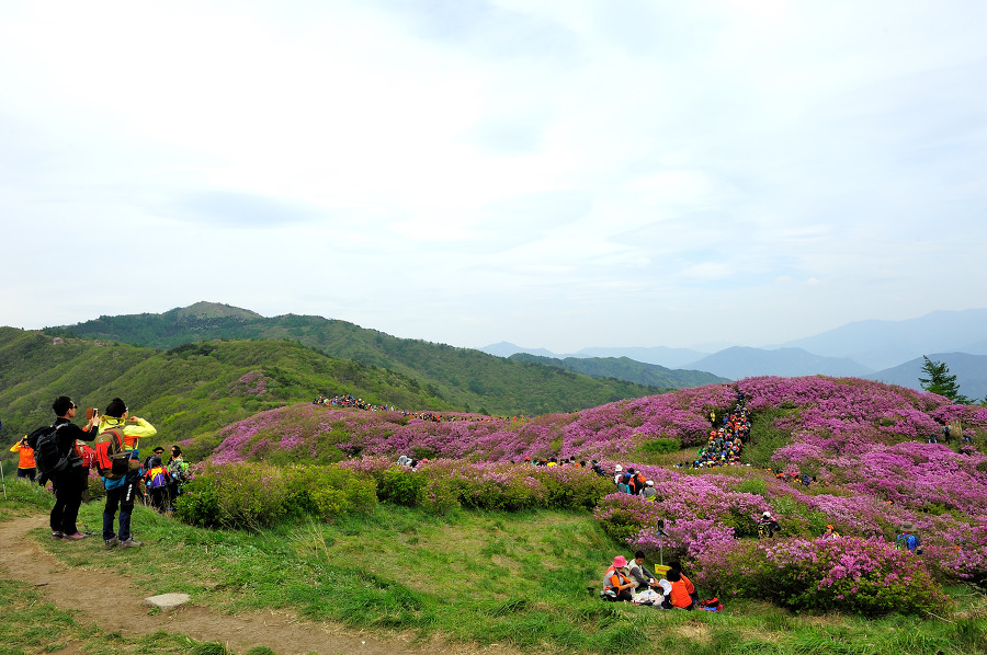 지리산  바래봉에는 꽃보다 사람이 더 많았다.