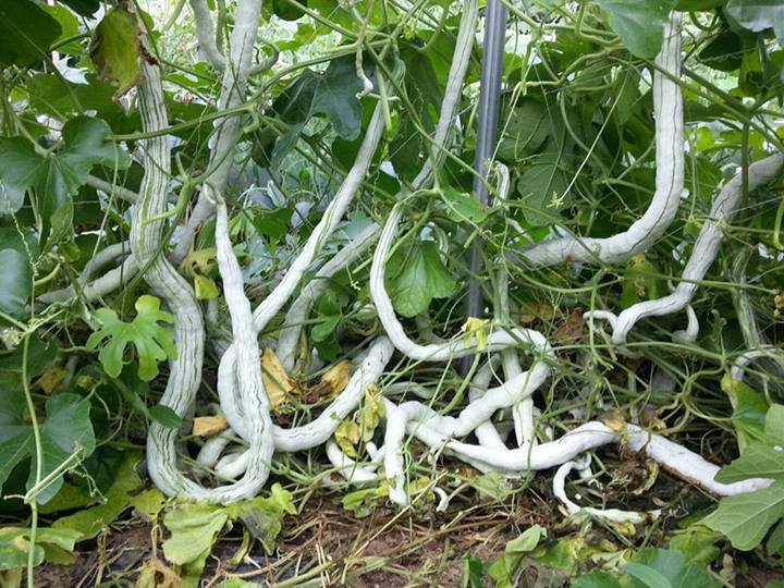 사두오이 모종 판매 합니다 동아호박 모종판매 합니다