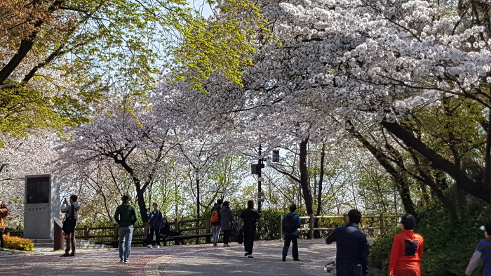 중구회현센타 스트레칭회원과함께 남산 꽃길을 걷다.