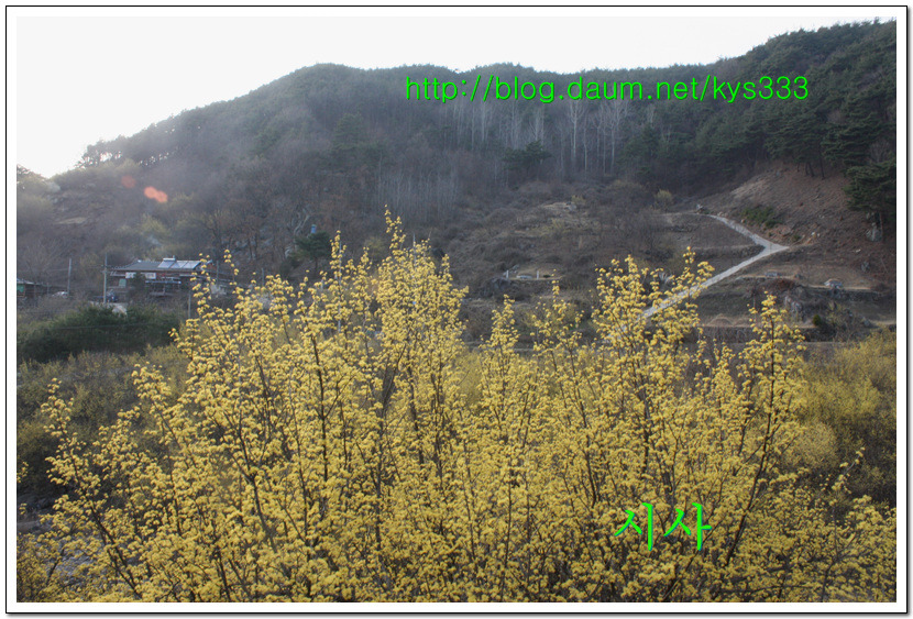 <산수유꽃>노랗게 예쁜 산수유 마을의 산수유꽃...2016년 3월 21일