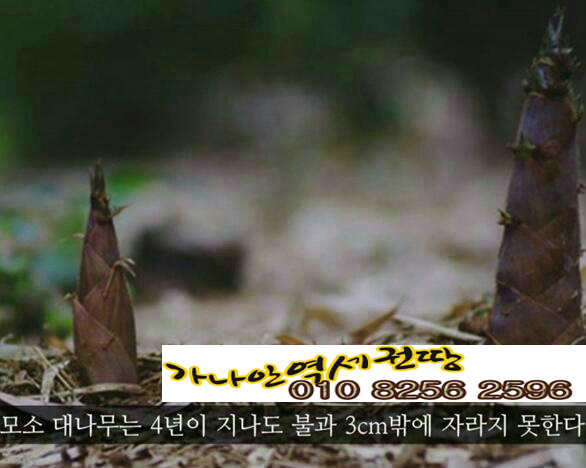 역세권 투자와  모소 대나무의 (퀀텀리프 ∞ 퀀텀점프,) 폭풍성장 이야기 