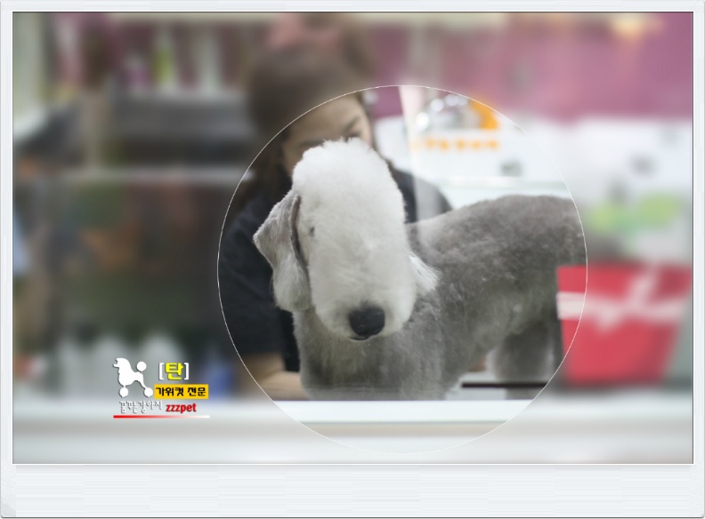대전 베들링턴 테리어(Bedlington Terrier) 애견미용 #꿈꾸는강아지