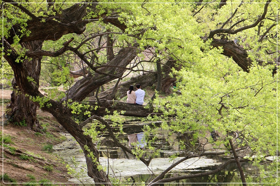 경산반곡지 복사꽃