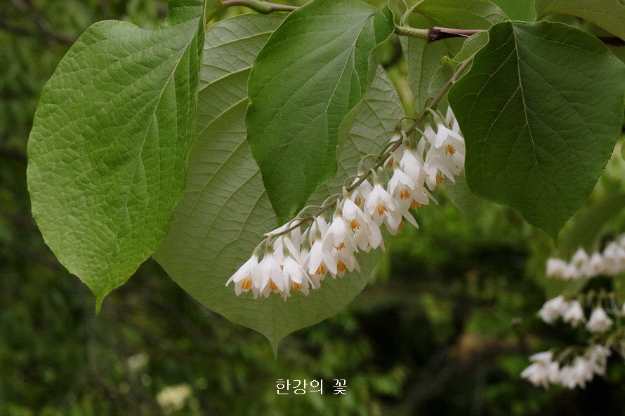 쪽동백나무