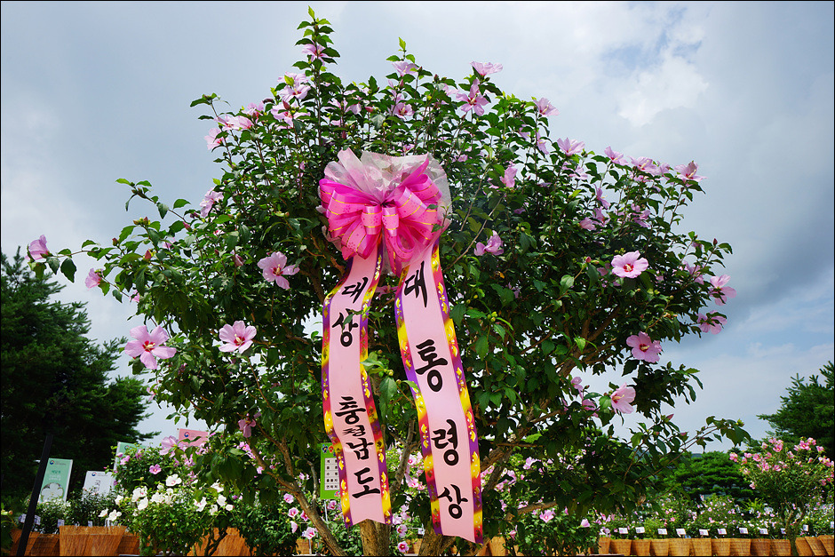천안 독립기념관 무궁화축제